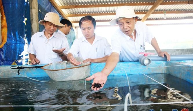 Nông dân đầu tiên ở Quảng Ngãi nuôi được con “ông uống bà khen”