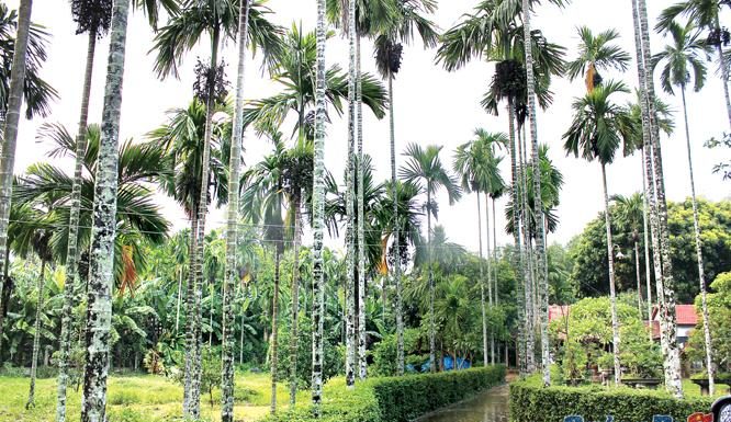 Xa rồi quạt mo cau…