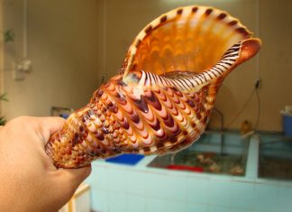 Điều kỳ thú xung quanh ốc tù và quý có ở Việt Nam