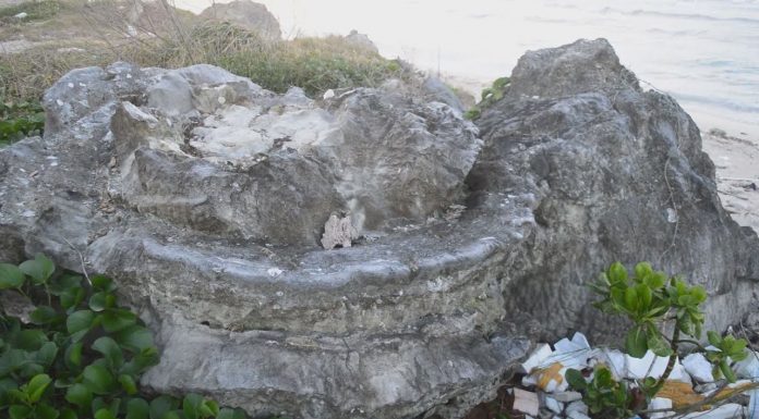 Cận cảnh ‘nghĩa địa san hô’ hóa thạch độc đáo ở đảo Lý Sơn