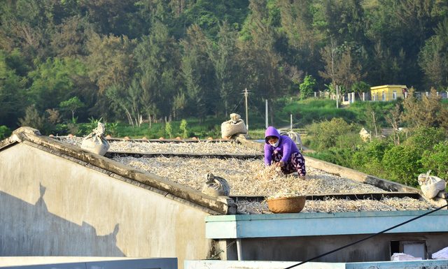 Tháng 4, “vàng trắng” phủ kín các mái nhà trên đảo Lý Sơn